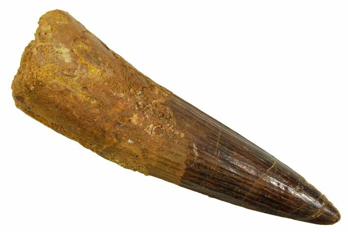Fossil Spinosaurus Tooth - Real Dinosaur Tooth #373693